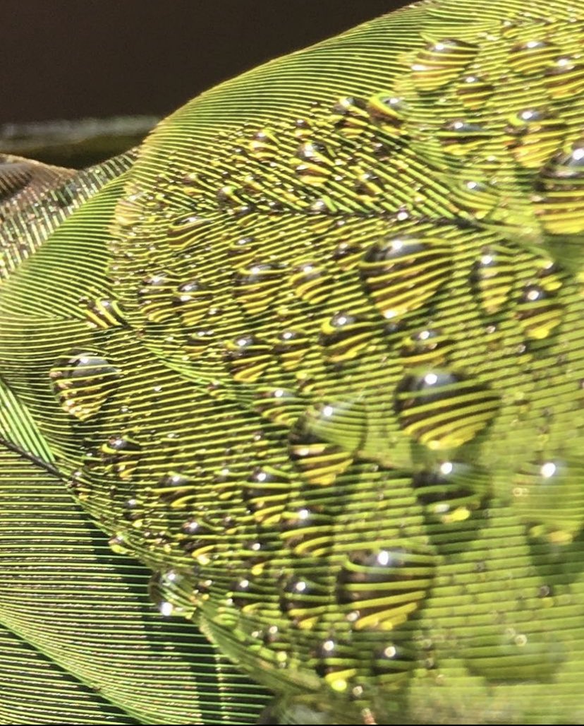 ElevatedBliss's tweet photo. Feathers, Sunlight, and Water droplets.ππͺΆ βοΈ π§
#Frodo #BlueCrownedConure #Conures #Parrots #Bitsofbeauty https://t.co/gwMqodHnvb