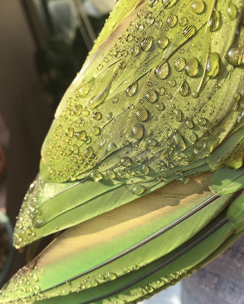 ElevatedBliss's tweet photo. Feathers, Sunlight, and Water droplets.ππͺΆ βοΈ π§
#Frodo #BlueCrownedConure #Conures #Parrots #Bitsofbeauty https://t.co/gwMqodHnvb