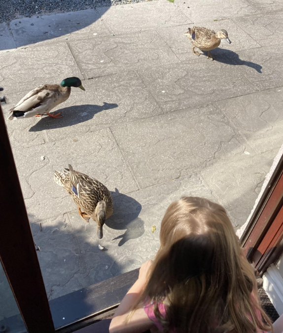 Day 23 #30DaysWild @SHINEmulti @Nottswildlife Enjoying breakfast with the ducks