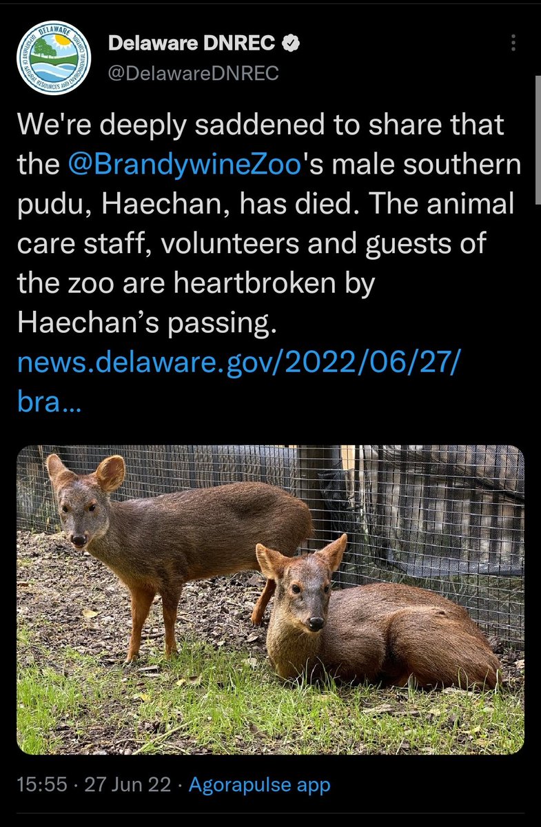 chzhIv's tweet photo. im so sad and i hope the little pudu is now in a better place wherever he is ): 🕊️🤍 https://t.co/OQ88uqtFS0