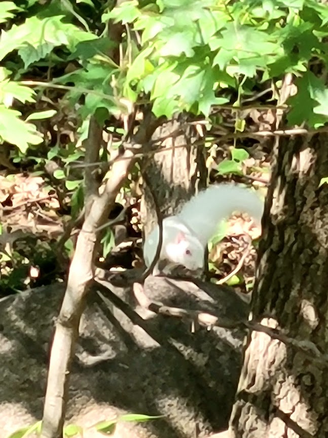 DougWalker9's tweet photo. Finally got a photo of Whitey.
#MNWildLife #wildlife https://t.co/eDzRebD3wM