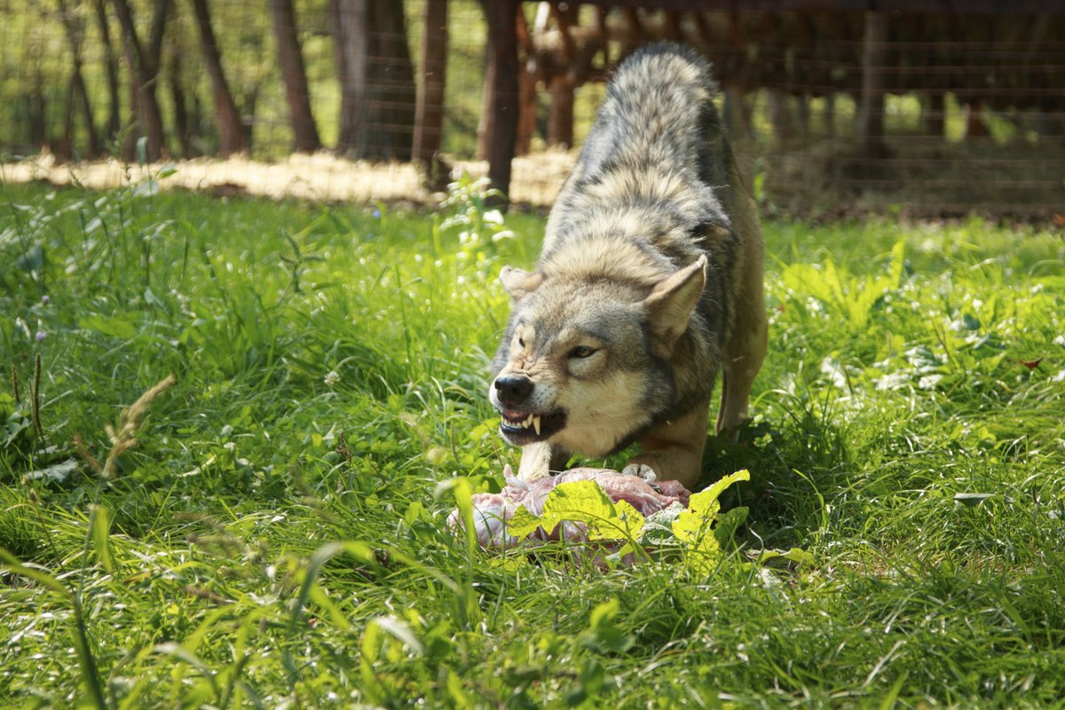 Tonight at 10pm on Animal Planet US -- episode 3 of ZOLTAN THE WOLF MAN!