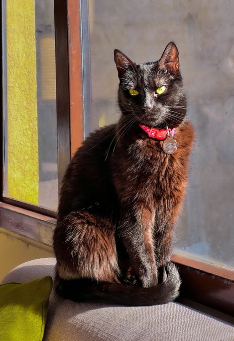 2 pic. Terminé este dibujito de una de mis gatas. https://t.co/UQsU7e0Lks