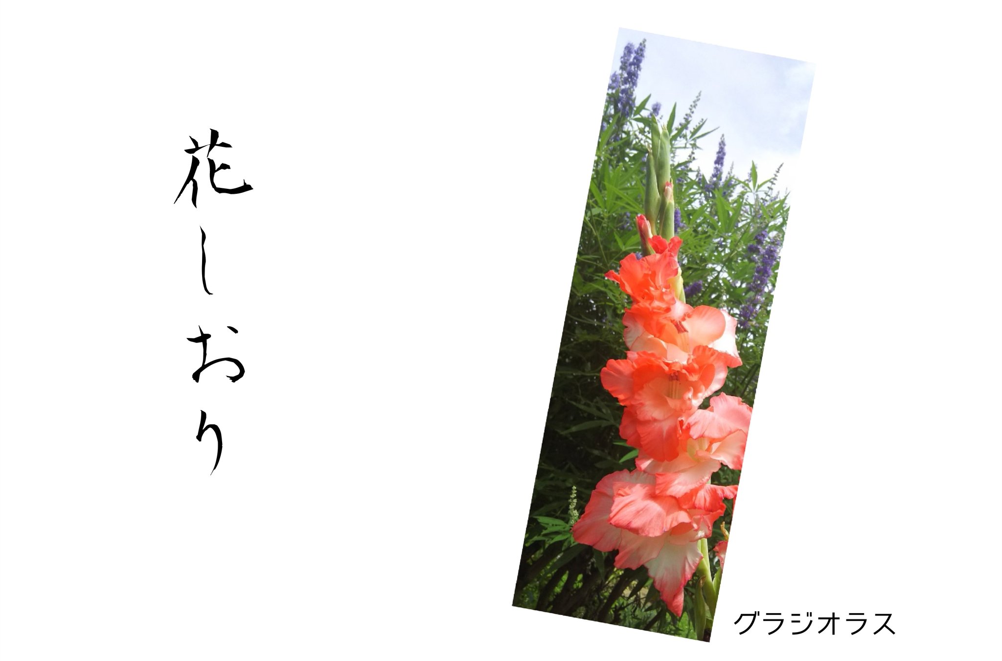 花栞 Twitter Search Twitter