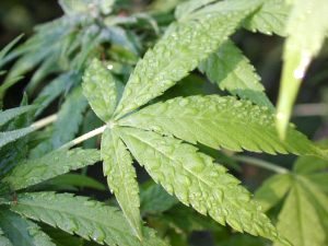 HigherLvtm's tweet photo. Join our C3 Twitter Space on June 29 at 9:00 am Pacific/noon Eastern when we discuss the sativa/indica/hybrid naming convention. 

> Prep article >> https://t.co/NUmuO8THD1
> Set a calendar entry >> https://t.co/rjUTBjC2y9 https://t.co/RVVvv6Ljgx