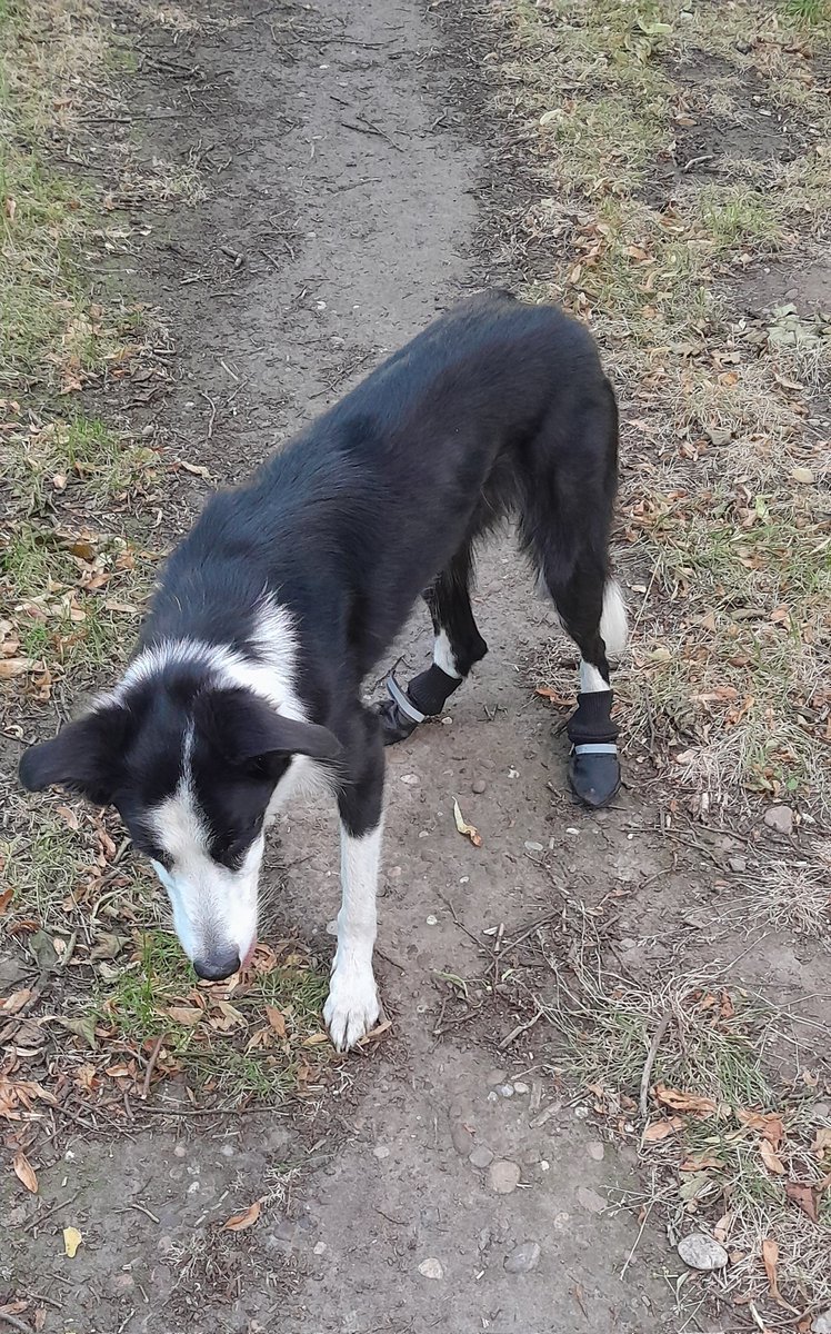Forest2Furnitur's tweet photo. She'd like everyone to know that running whilst wearing these shoes is one thing, stopping to catch the ball is something else altogether and a tad interesting when trying to change direction at the same time.
#splitpad https://t.co/3c39cU69LP