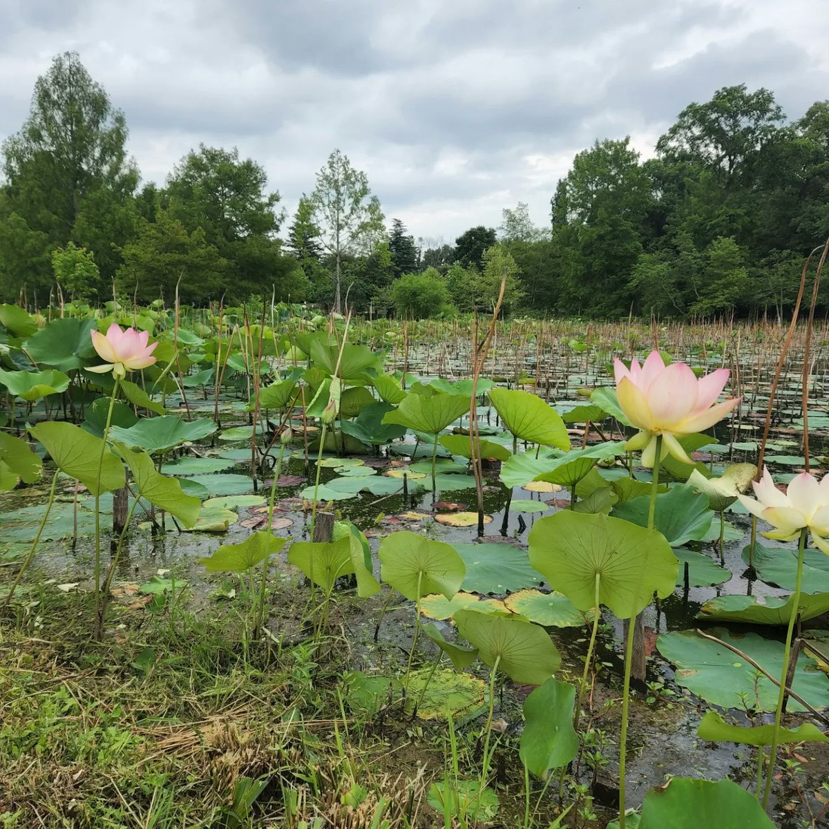 UrbanAdvSquad's tweet image. We kicked off summer w/ our #JuniorRangerAdventureSquad program at @KenAqGardens! This wk #SquadMembers will explore the 5 senses in nature. Today we learned how the👂works &amp;amp; went on a sound-focused hike to ID birds calling, leaves rustling, &amp;amp; the plops of 🐸 jumping into ponds.