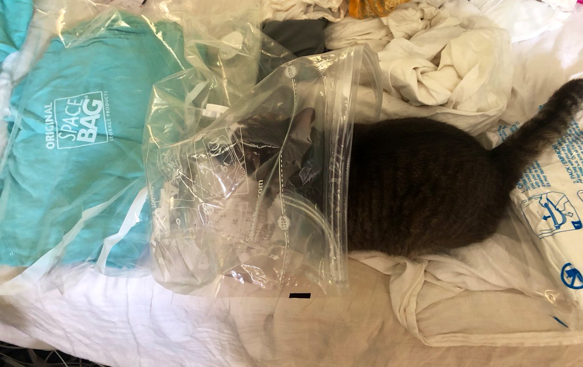 Something is a paw here…

#CatsOfTwitter #WhereAreWeGoing #gradschool #CatsOfAcademics #TheCatsWeTweet