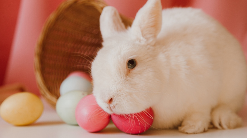 Deadly and contagious rabbit virus detected in Ontario for first time ctvnews.ca/canada/deadly-…