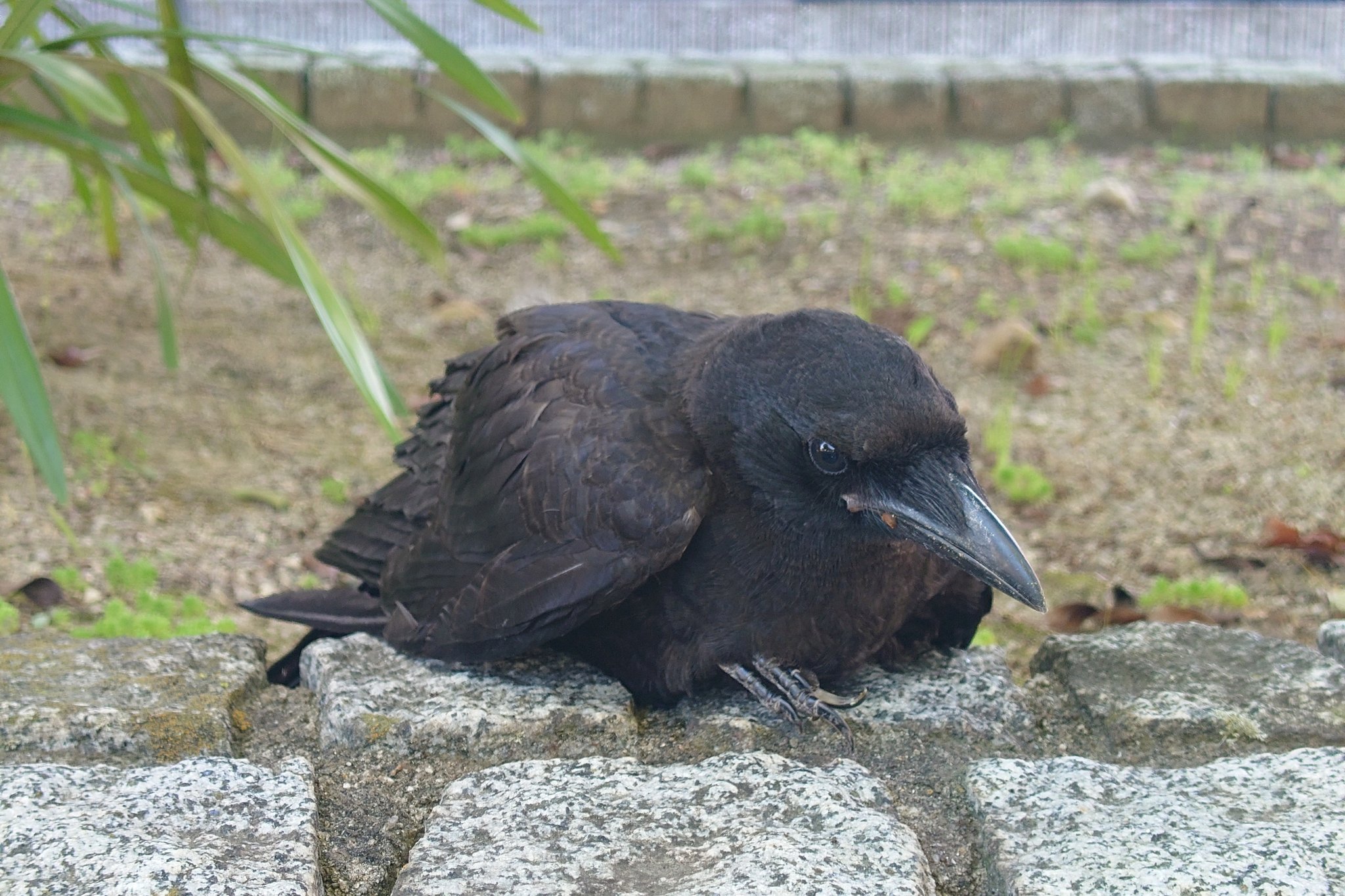 カラス保護 Twitter Search Twitter