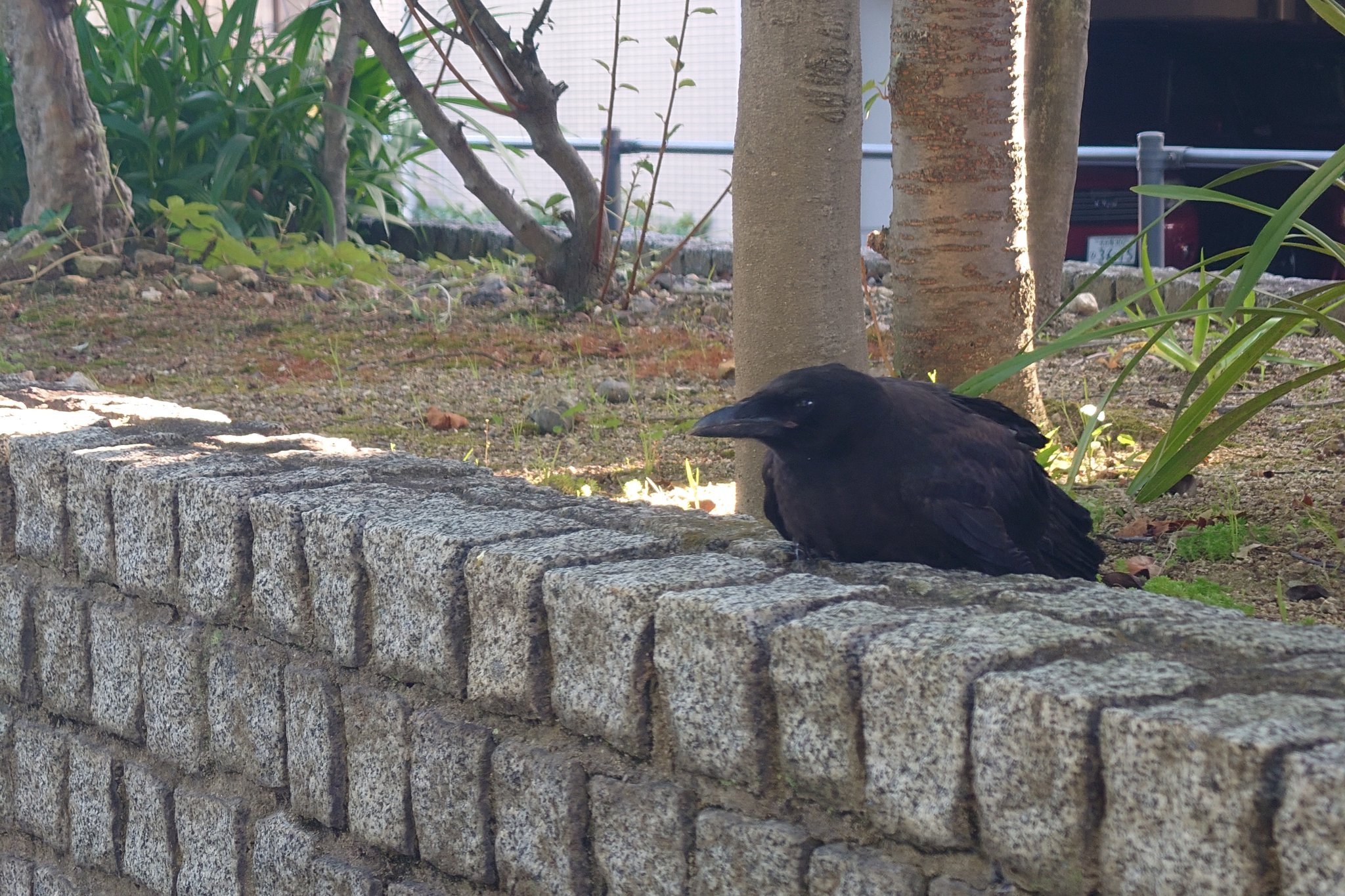 カラス保護 Twitter Search Twitter