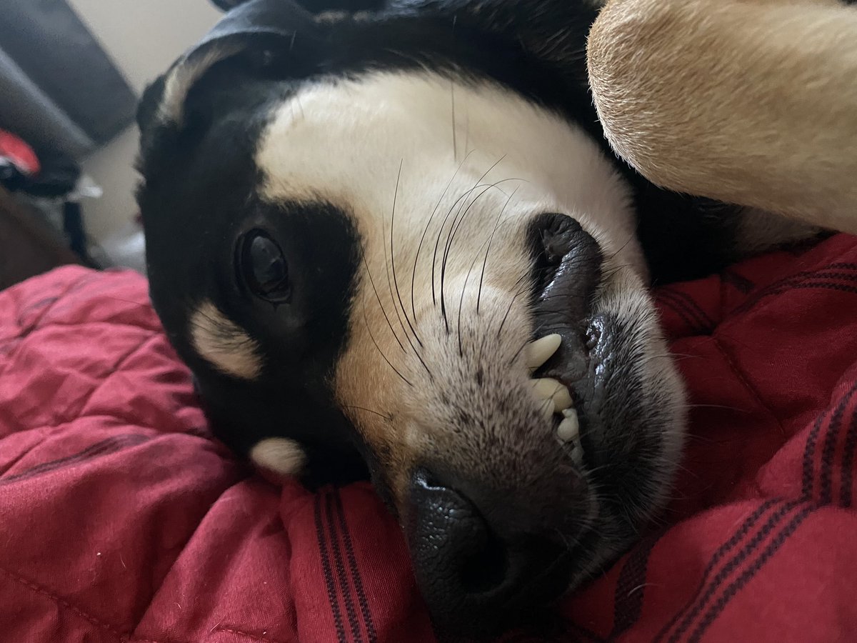 CommanderNaya's tweet photo. Little miss attitude #dogsforchristen @ChristenPress https://t.co/W8HJsXcPBk