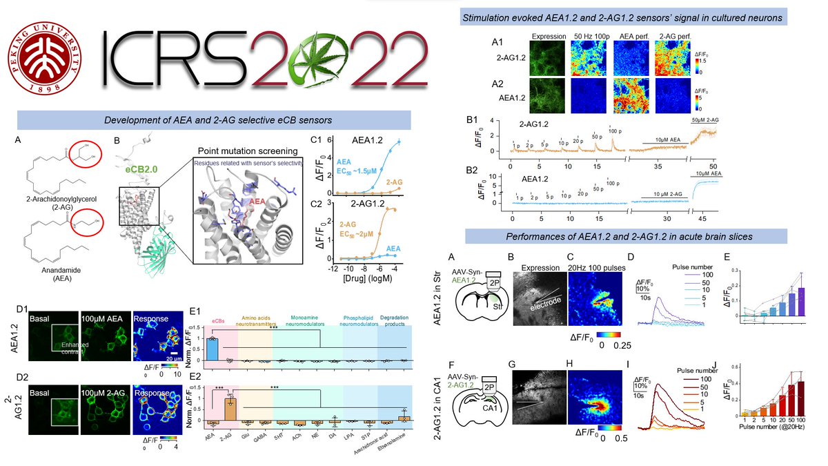 yulonglilab's tweet photo. Li Lab is now presenting an e-poster in #ICRS2022GALWAY !
New endocannabinoid sensors in GRAB family. We have successfully developed two new sensors, very selective for AEA and 2-AG, respectively. https://t.co/fo9WnrhnDC