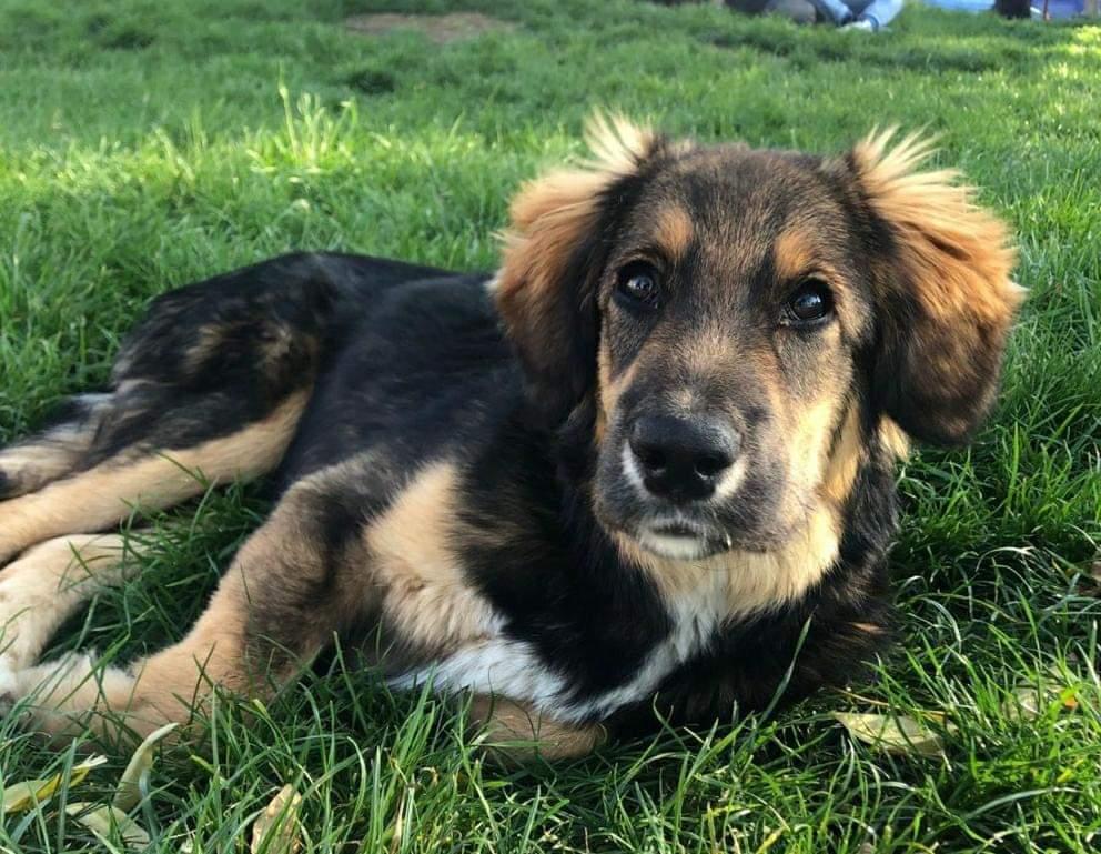 AnimalParaiso's tweet photo. Busca hogar perrito porteño que vive en una plaza, hoy estaba todo mojado. Es tamaño grande pero es chiquito de edad, meses solamente.

Favor compartir para que se produzca el milagro y alguien lo adopte. 🙏

Contacto al celular +56988460915. #Valpo https://t.co/ms5ujDe0ph