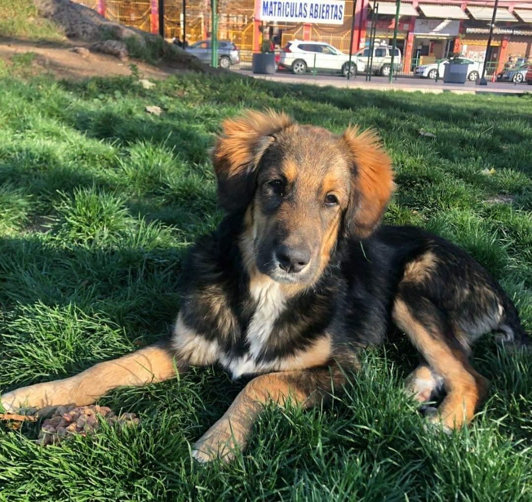 AnimalParaiso's tweet photo. Busca hogar perrito porteño que vive en una plaza, hoy estaba todo mojado. Es tamaño grande pero es chiquito de edad, meses solamente.

Favor compartir para que se produzca el milagro y alguien lo adopte. 🙏

Contacto al celular +56988460915. #Valpo https://t.co/ms5ujDe0ph