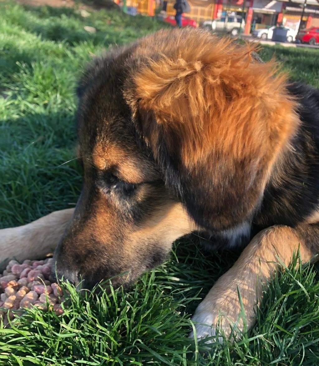 AnimalParaiso's tweet photo. Busca hogar perrito porteño que vive en una plaza, hoy estaba todo mojado. Es tamaño grande pero es chiquito de edad, meses solamente.

Favor compartir para que se produzca el milagro y alguien lo adopte. 🙏

Contacto al celular +56988460915. #Valpo https://t.co/ms5ujDe0ph