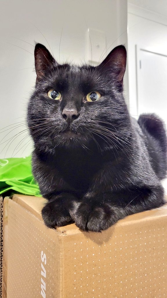 🌿 kairi live 8pm EST on Twitter "🚨 please help me take my cats to