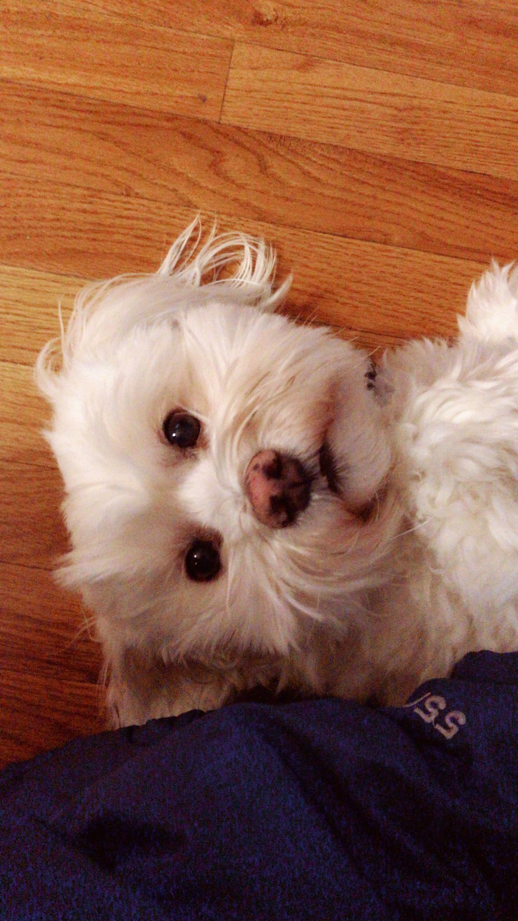 emily-on-twitter-sniperkid420-this-is-myodog-https-t-co-m0pd36titz