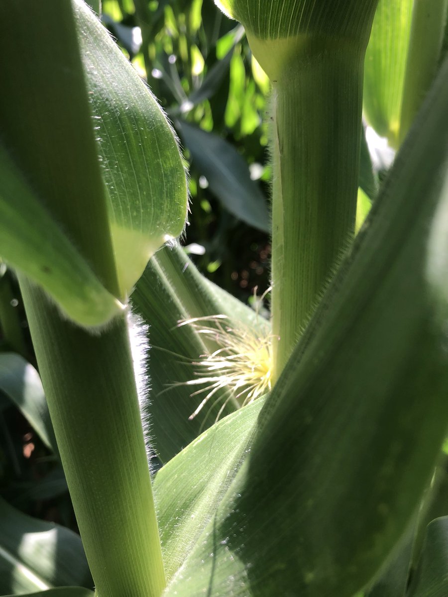 Début des floraisons au 26 juin dans la Beauce pour un semis du 5 avril. (On a 15 jours d’avance) Dans des bonnes conditions : de l’eau au pied et des températures autour de 25 °C. en attente de voir la programmation du maïs cette année !