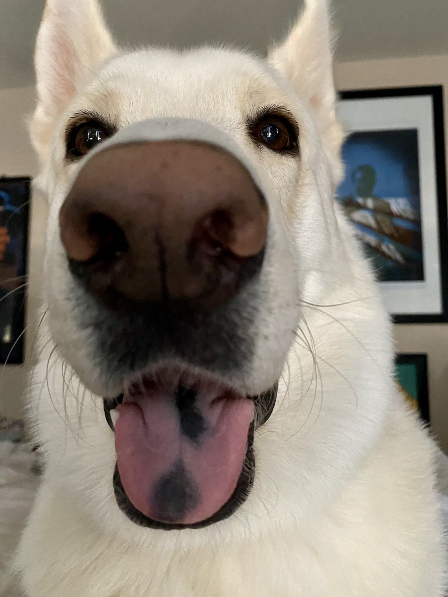 Angela31's tweet photo. Earlier today:
9yo yelling across the house: “Mom! Mooooommmm!”
Me: (comes running)
9yo: “Sentaro’s nose looks like a mushroom!!” https://t.co/PTrmUeR0Wc