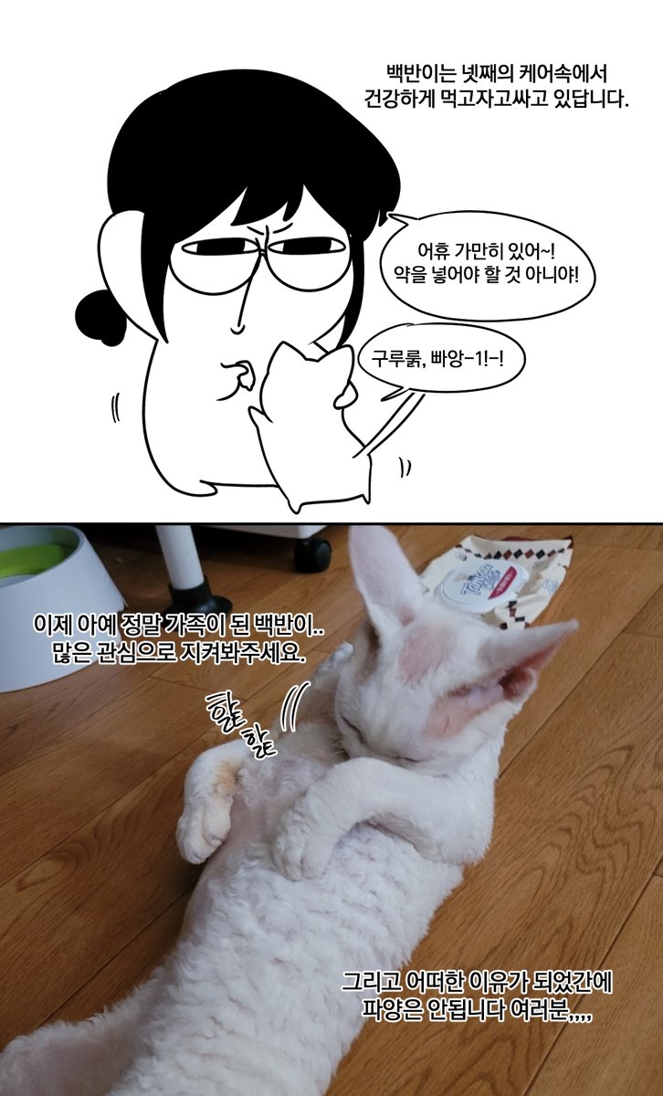 오늘은.. 놀라운 소식을 들고 왔습니다.
바로 백반이가 저희 가족으로 정착했다는 건데요.
꼼꼼히 확인하고 보냈는데도 이런 일이...🥲 🥲
아무튼 백반이를 향해 많은 사랑과 관심으로 지켜봐주세요!