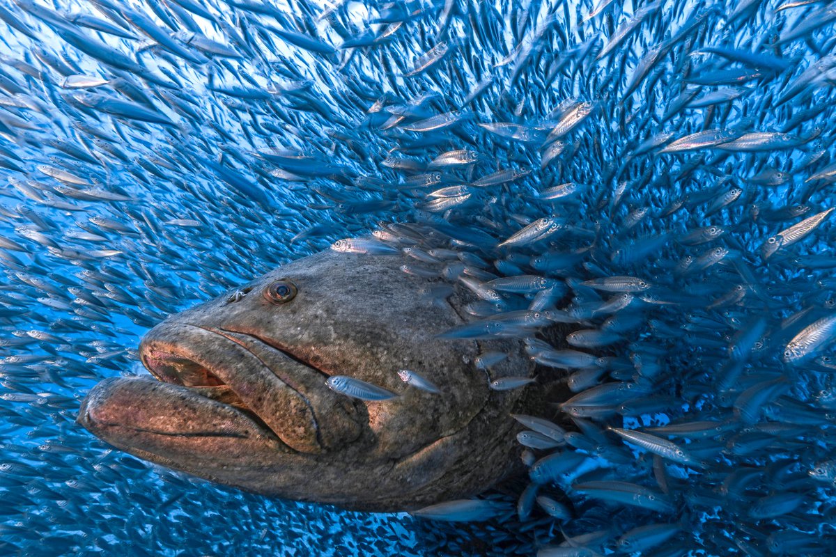 bioGraphic (@biographic) on Twitter photo An Atlantic goliath grouper—800 pounds and about the size of a refrigerator—calmly swims through a swirling school of scads off the coast of Florida. See the full <a href="/bigpicturecomp/">BigPicture</a> gallery: bit.ly/3MxwVHD 📷 <a href="/TomShlesinger/">Tom Shlesinger</a> An Atlantic goliath grouper—800 pounds and about the size of a refrigerator—calmly swims through a swirling school of scads off the coast of Florida. See the full <a href="/bigpicturecomp/">BigPicture</a> gallery: bit.ly/3MxwVHD 📷 <a href="/TomShlesinger/">Tom Shlesinger</a>