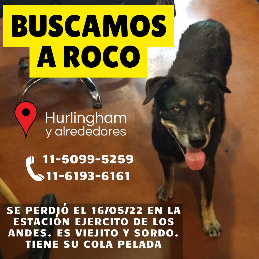 Perros Perdidos Bs As tweet media