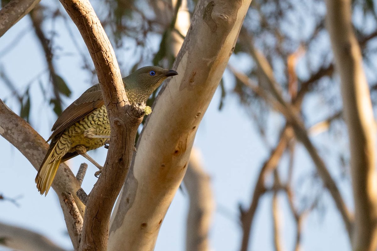 BrianTCutting's tweet photo. A place we recently stayed had about 10 Satin Bowerbirds visit every morning. (I love that eye colour!). I wondered how the neighbours managed to focus on day-to-day work. A reminder that we all have Attenborough-worthy life around us, if we choose to see it! #WildOz https://t.co/eL9BNzhXbP