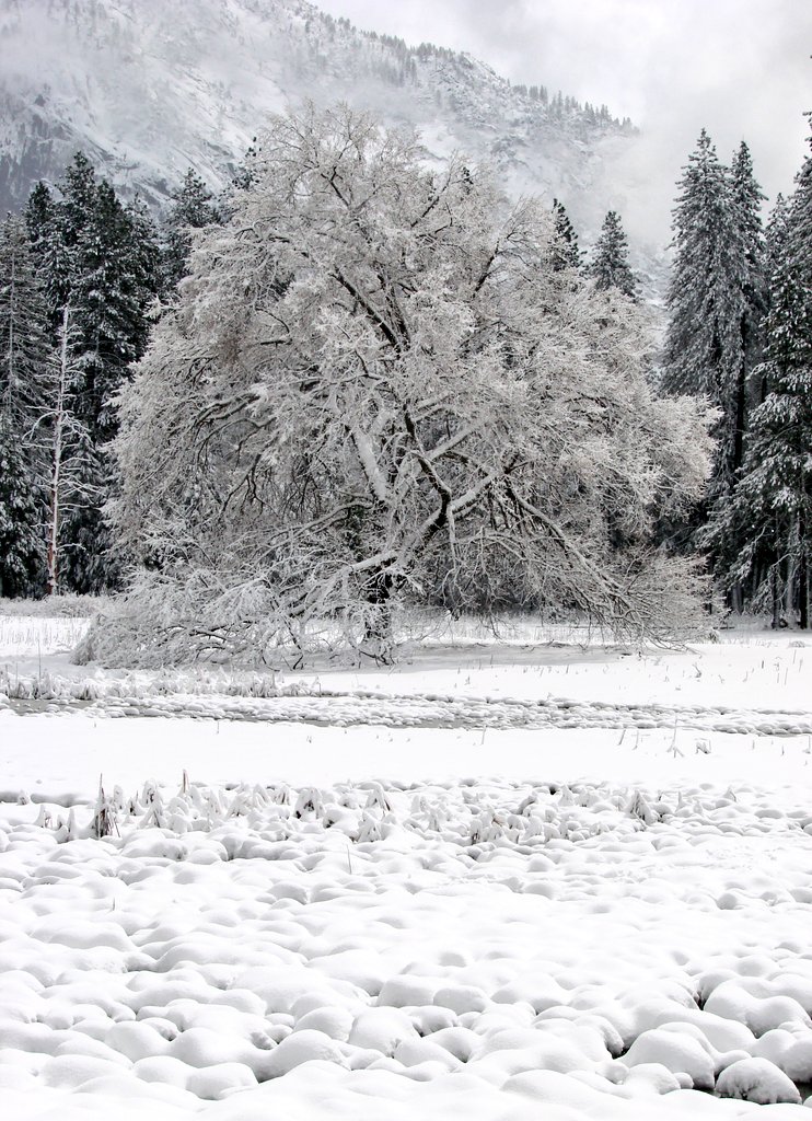 cal_ej's tweet photo. "Winter's Burden"
The first sale in my Immaculate Nature Collection.  (🙏Binx)
.01-1.5 Eth 
A Genesis
But really just super pretty nature photos! 💜⛰️🌄🪷🌲 https://t.co/8OoPswUpC0