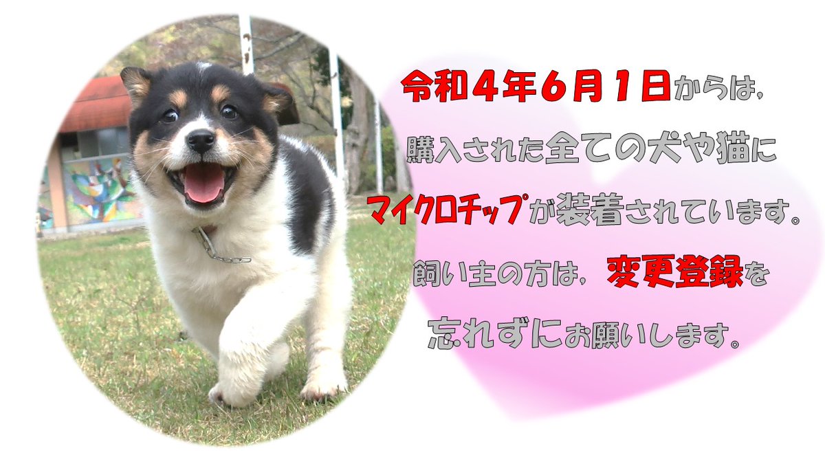 広島県 Op Twitter 忘れないで 変更登録 マイクロチップの飼い主情報は 忘れ ずに登録していますか マイクロチップが入っていても 登録された飼い主情報が違うと飼い主さんに連絡がとれません 忘れずに変更登録を行いましょう マイクロチップ義務化 T