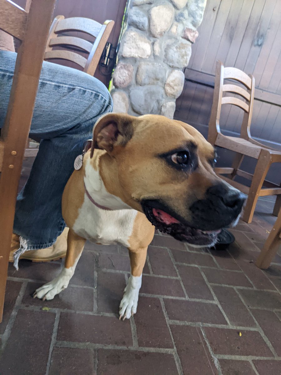 OlympicTavern's tweet photo. So many good doggos on the patio tonight for our every Monday #PintsForPups night! https://t.co/G3jUh5BN4D