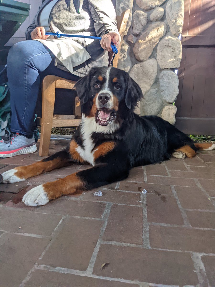 OlympicTavern's tweet photo. So many good doggos on the patio tonight for our every Monday #PintsForPups night! https://t.co/G3jUh5BN4D
