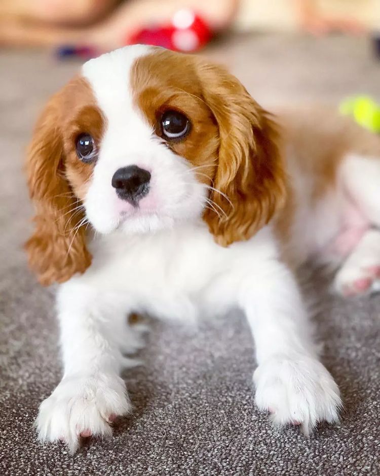 Sasha came in like a blessing for our family. She belongs to the breed of Cavalier king. Sasha is white in colour, pure tan brown around the eyries and on the ear. She came in as a puppy with her cute little paws and eyes ☺️ .