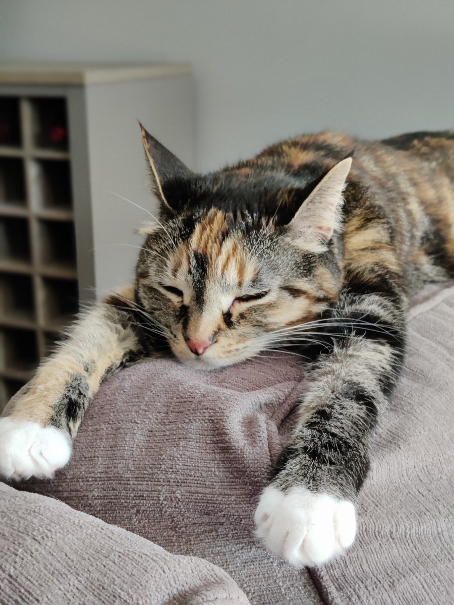 OlaInTech's tweet photo. Since wrapping up #connectit22 this is exactly what I want to do for the next few days 😴💤 https://t.co/A9BXpQ9Ns5