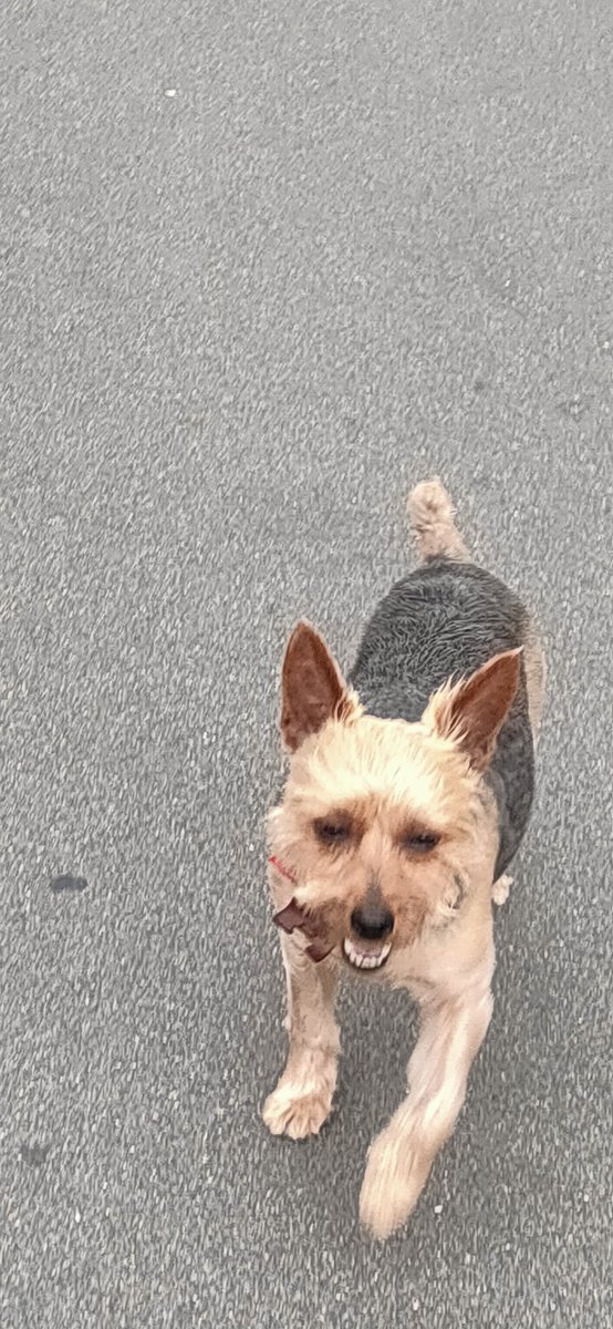 gin_shari's tweet photo. 迷い犬見つけました。

北上市 さくら野西館裏周辺

ヨークシャーテリア(??)

首輪ついてました。

人馴れしているようですが、保護しようとしたら逃げられてしまいました。
保健所に通報済みです。 https://t.co/FmTkzDnj9n