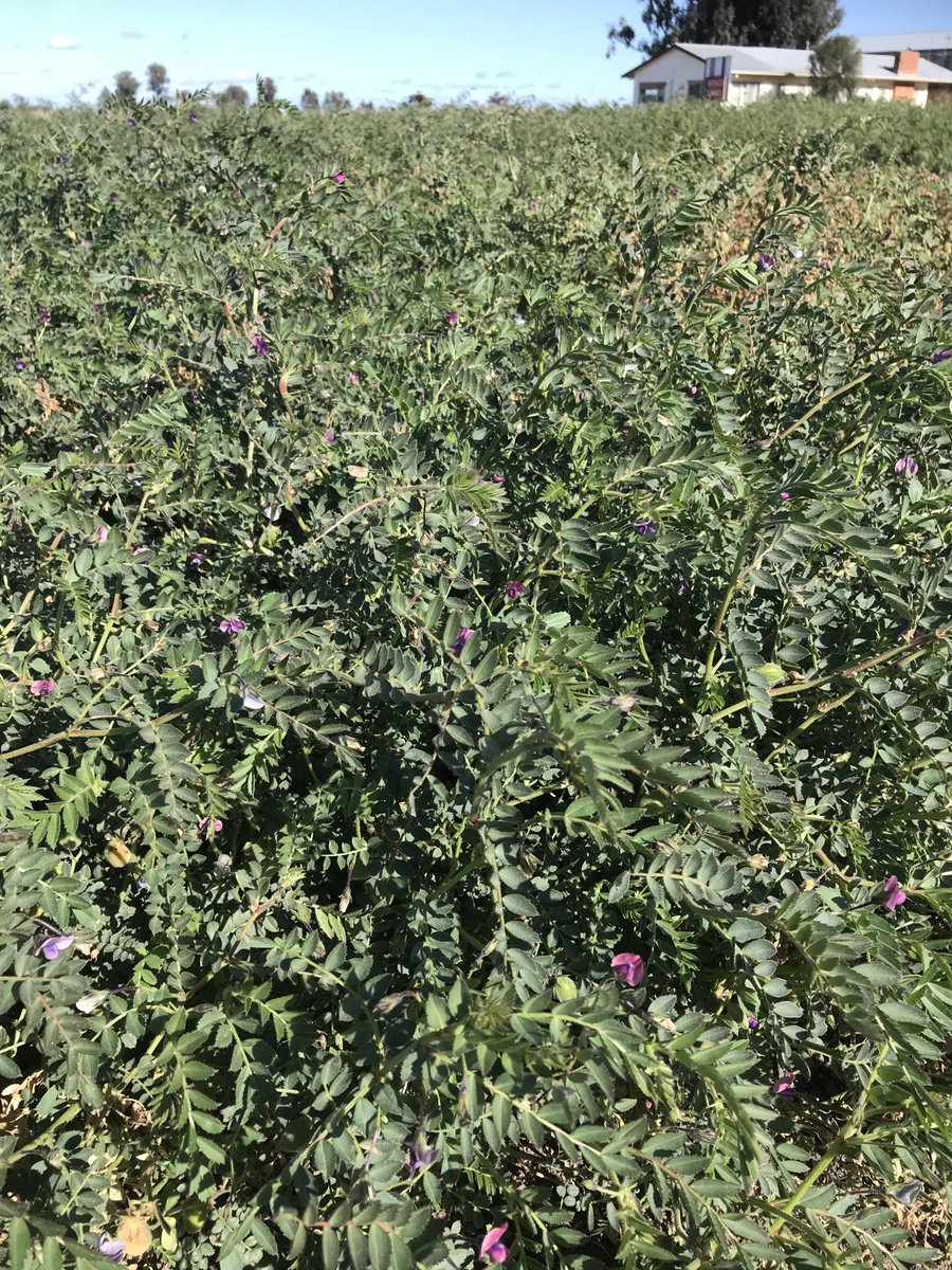 Angela Pattison tweet media