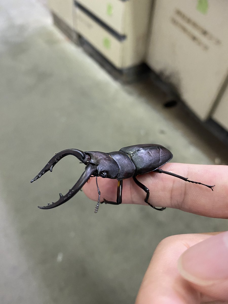 kaita1121's tweet photo. 会社の人に貰ったんやけど
こんなに凛々しくてカッコいい生き物おらんよな
ノコギリクワガタが1番かっけて
#ノコギリクワガタ https://t.co/HNPUc2OiAJ