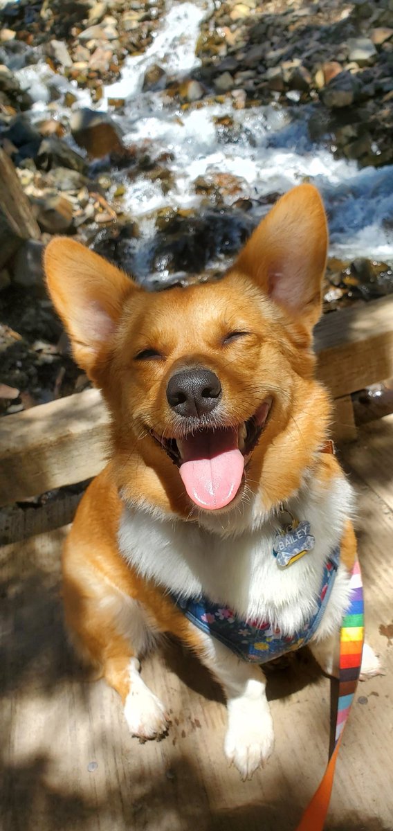 an_le4's tweet photo. Go with the flow #BaeLe #corgi https://t.co/j78GZDZ2GA
