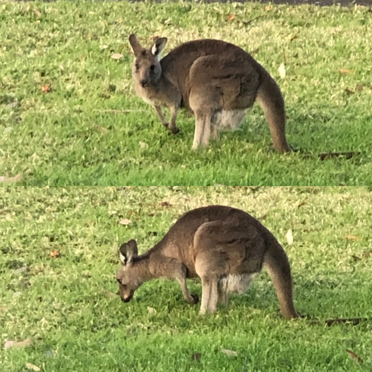 westsydulibrary's tweet photo. Capturing some Australian wildlife outside of the Nirimba campus Library this morning. 
#Westernfauna #Librarysnaps https://t.co/nL0VNTuK2s