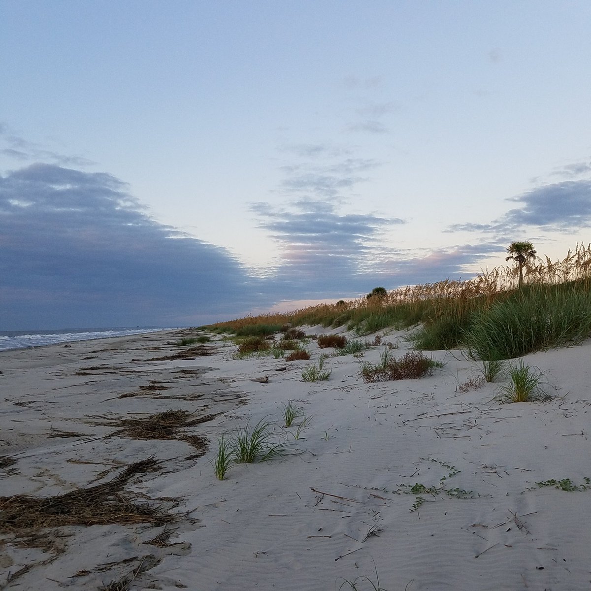 ShamblinLab's tweet image. Hi, I’m Brian. I use genetic and genomic tools to characterize demography and connectivity in marine turtles. I’m recently working with diamondback terrapins and dipping my toes into eDNA sampling for tracking invasive and rare fish species. #seaturtle #PopulationGenetics