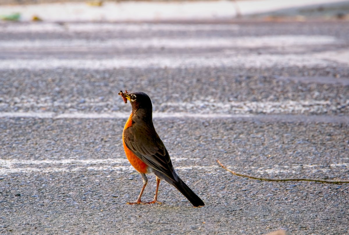 Why did the Robin Cross The Road?

#robins #birds #robin #nature #bird #birdsofinstagram #wildlife #robinsofinstagram #robinredbreast #birdphotography #naturephotography #birdwatching #love #wildlifephotography #redrobin