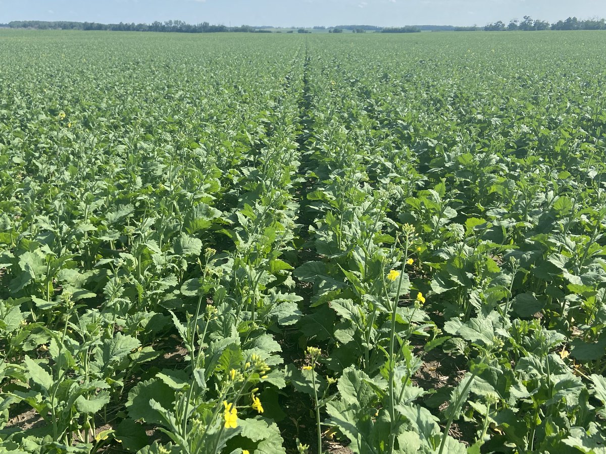 #dekalb 98CR starting to flower! 

#agronomy #agronomist #scout22