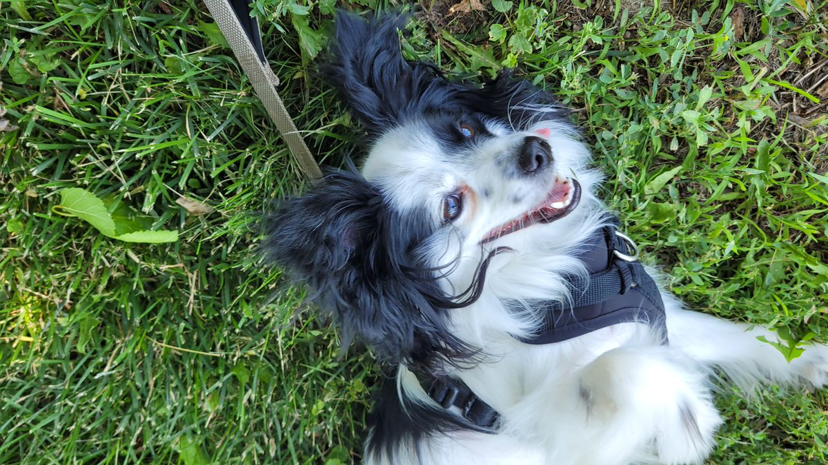 JackThePapillon's tweet photo. A beautiful June's day. Woof! https://t.co/oWFHoU12IT