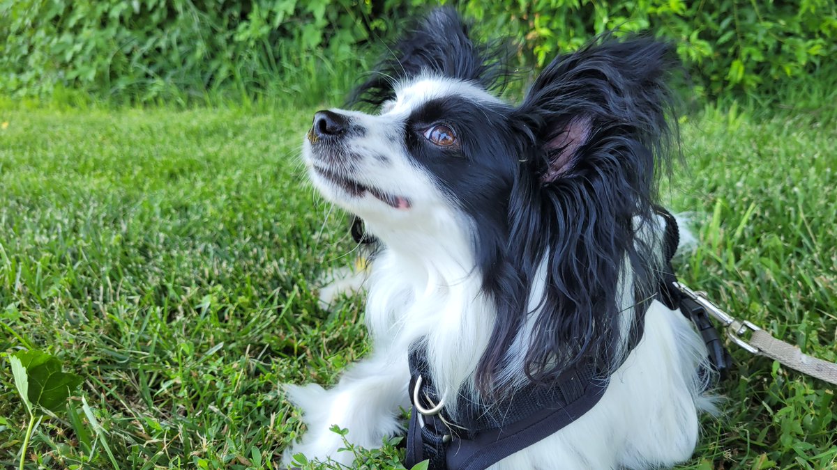 JackThePapillon's tweet photo. A beautiful June's day. Woof! https://t.co/oWFHoU12IT