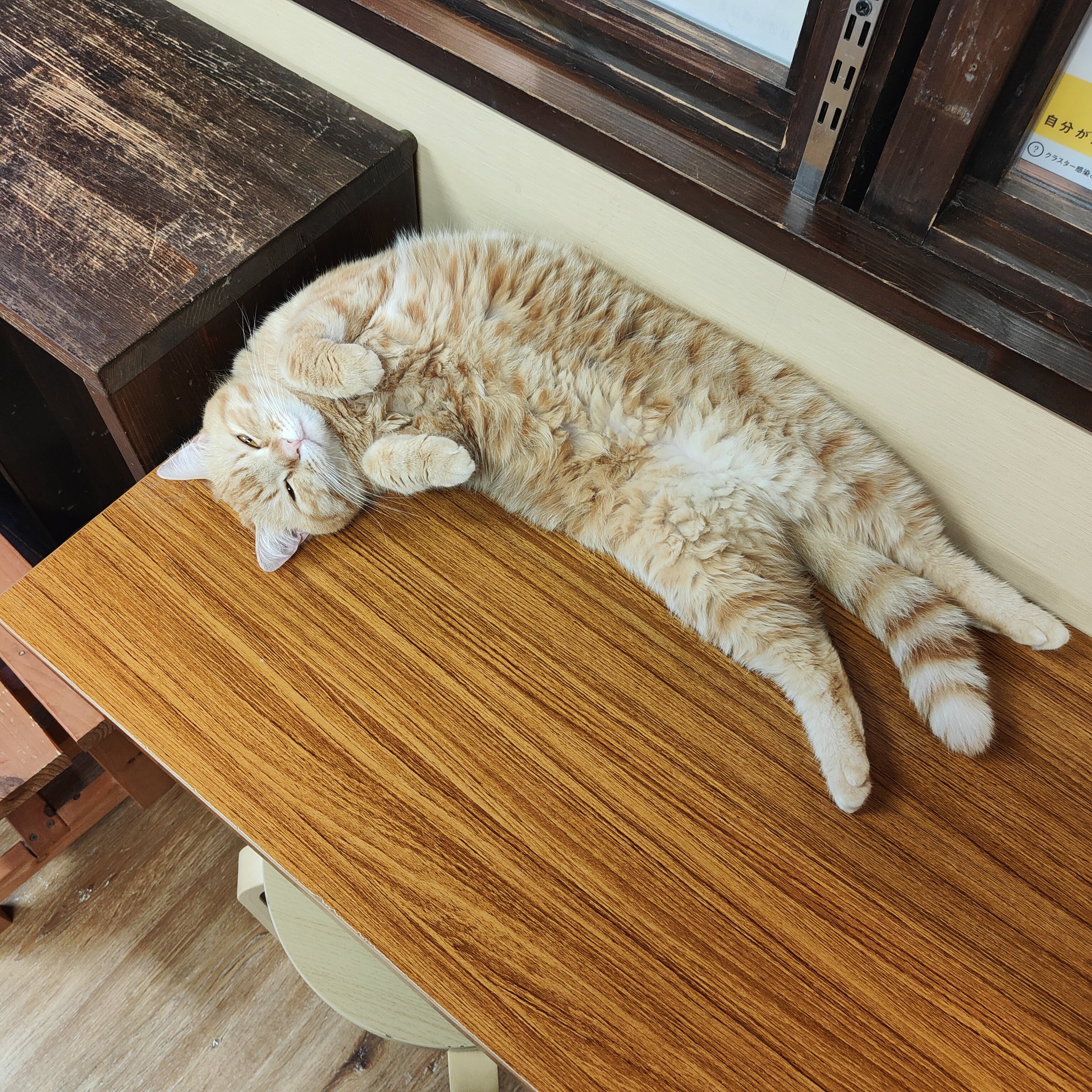 猫カフェキャッチー 猫barやってるよ Catcafecatchy Twitter