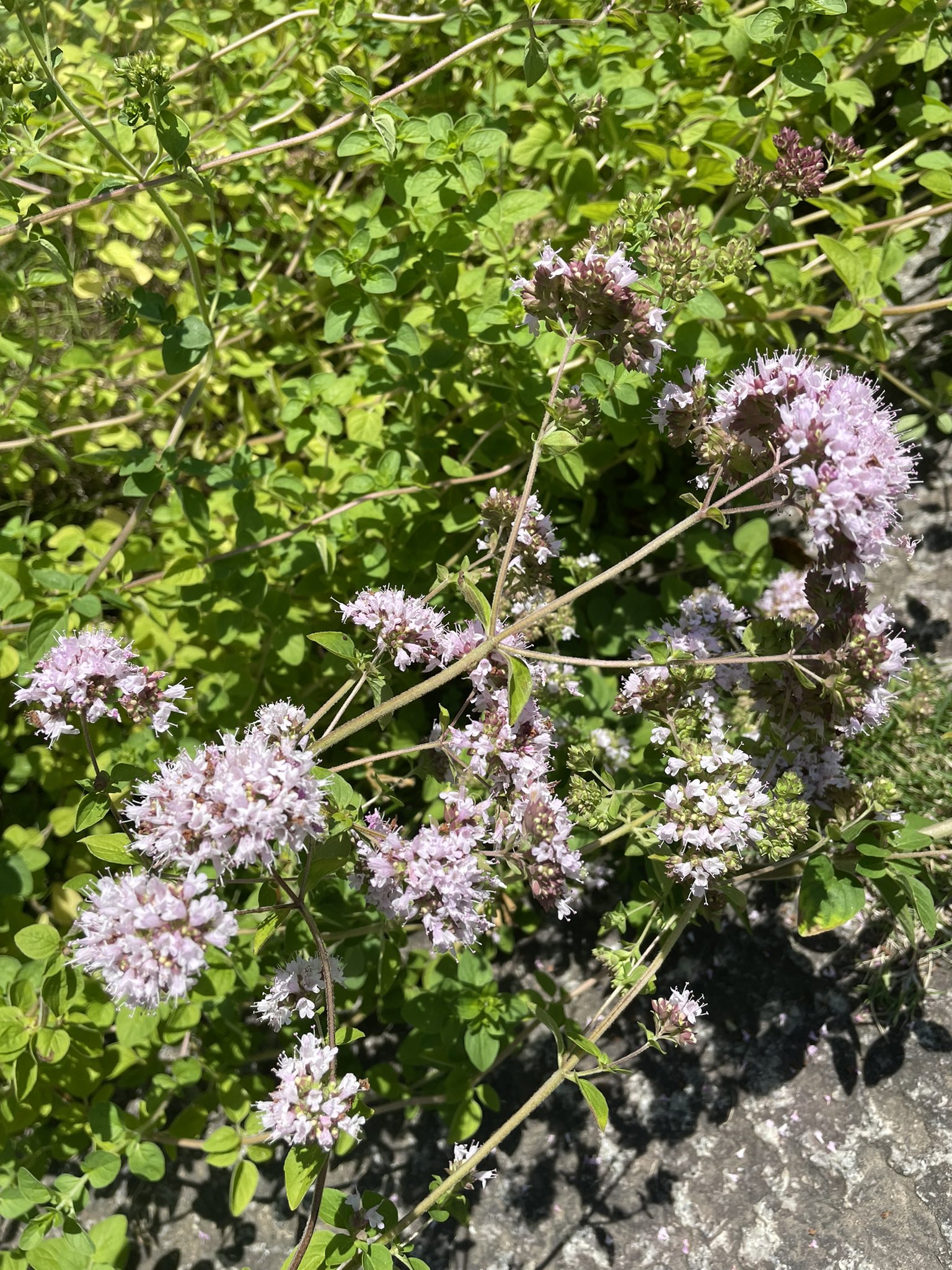 かえ お疲れ様です オレガノが 花盛り いい香りです バテない様にゴルフ のお土産の ようかん 食べます しかし 今日も だとさ この暑いのに 息子も一緒だけど 大丈夫なのか オレガノの花 レモン 羊羹 T