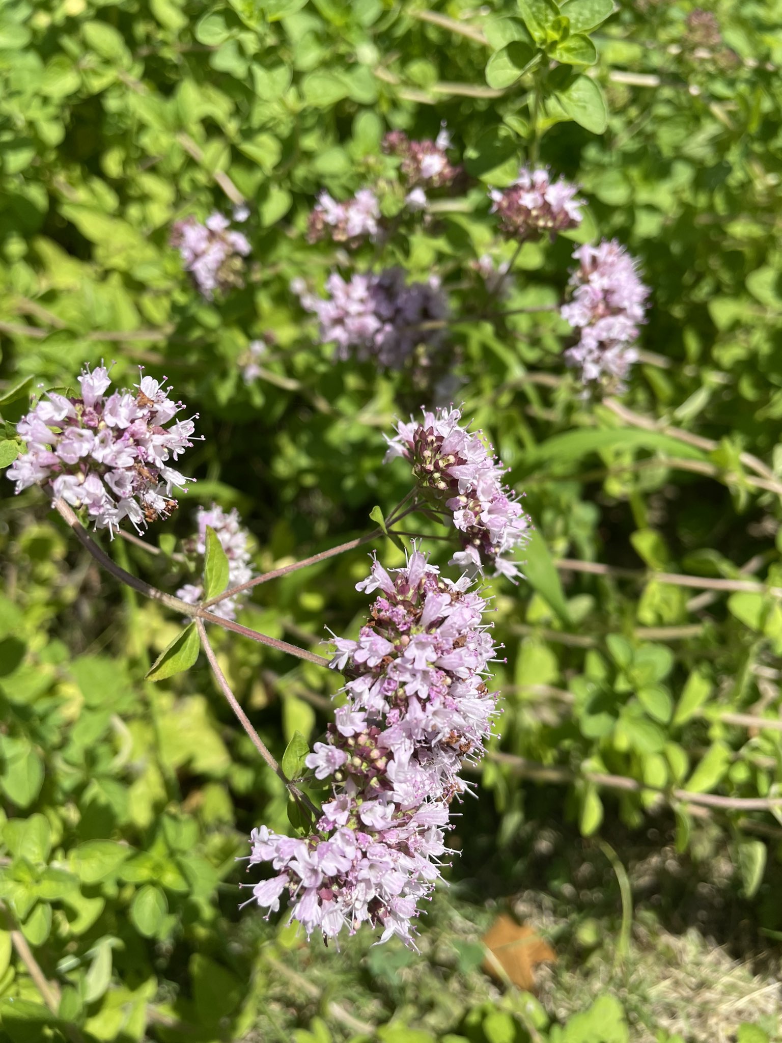 オレガノの花 Twitter Search Twitter