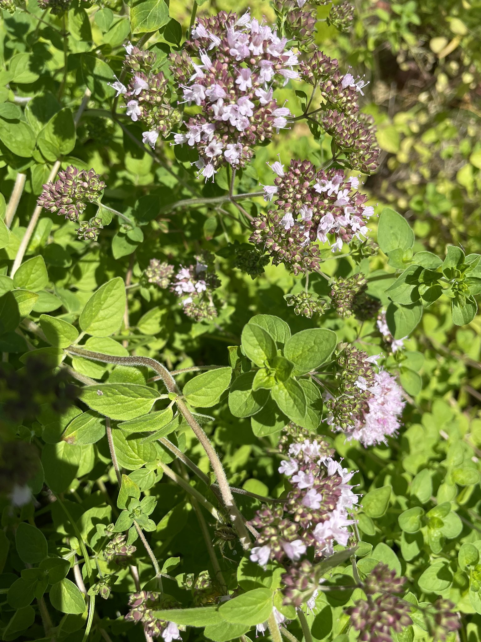 オレガノの花 Twitter Search Twitter