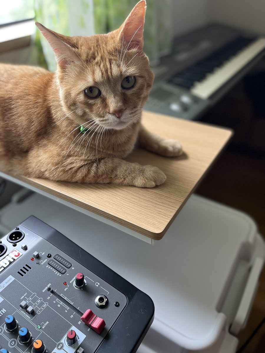 marusukecat's tweet photo. よろしい、作業続けたまえ
＃宗助
＃保護猫
#KORG https://t.co/4unArFXE8H