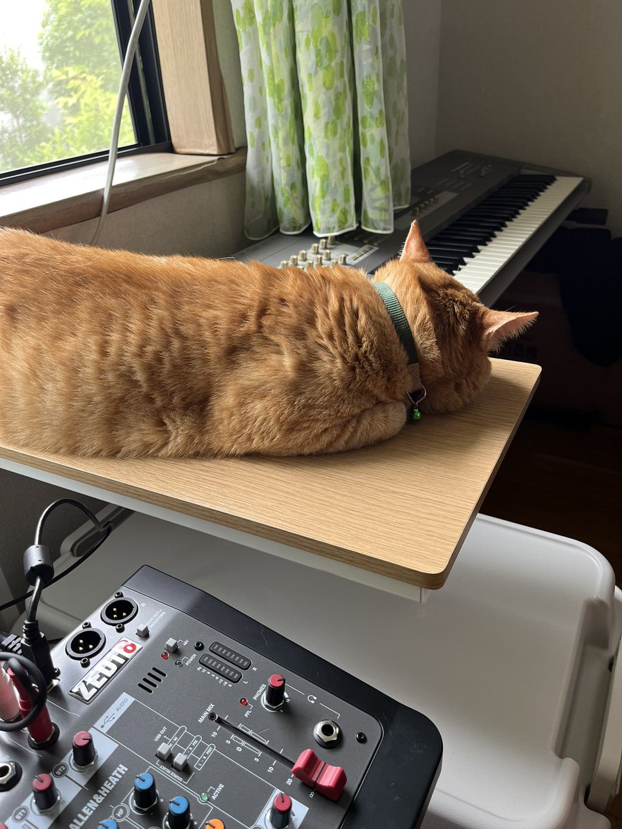 marusukecat's tweet photo. よろしい、作業続けたまえ
＃宗助
＃保護猫
#KORG https://t.co/4unArFXE8H